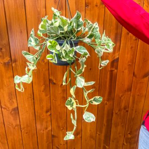  Scindapsus zlatý (Epipremnum aureum) ´Njoy´ - výška 50-60 cm, kont. C2L - ZÁVESNÝ KVETINÁČ 